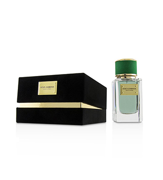 Velvet Cypress, Dolce&Gabbana unisex parfem